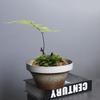 Retro Wabi-**** Wind Kiln Change Hydroponic Flower Pot Ceramic Creative Non-Porous Copper Coin Grass Green Dill Narcissus Pot