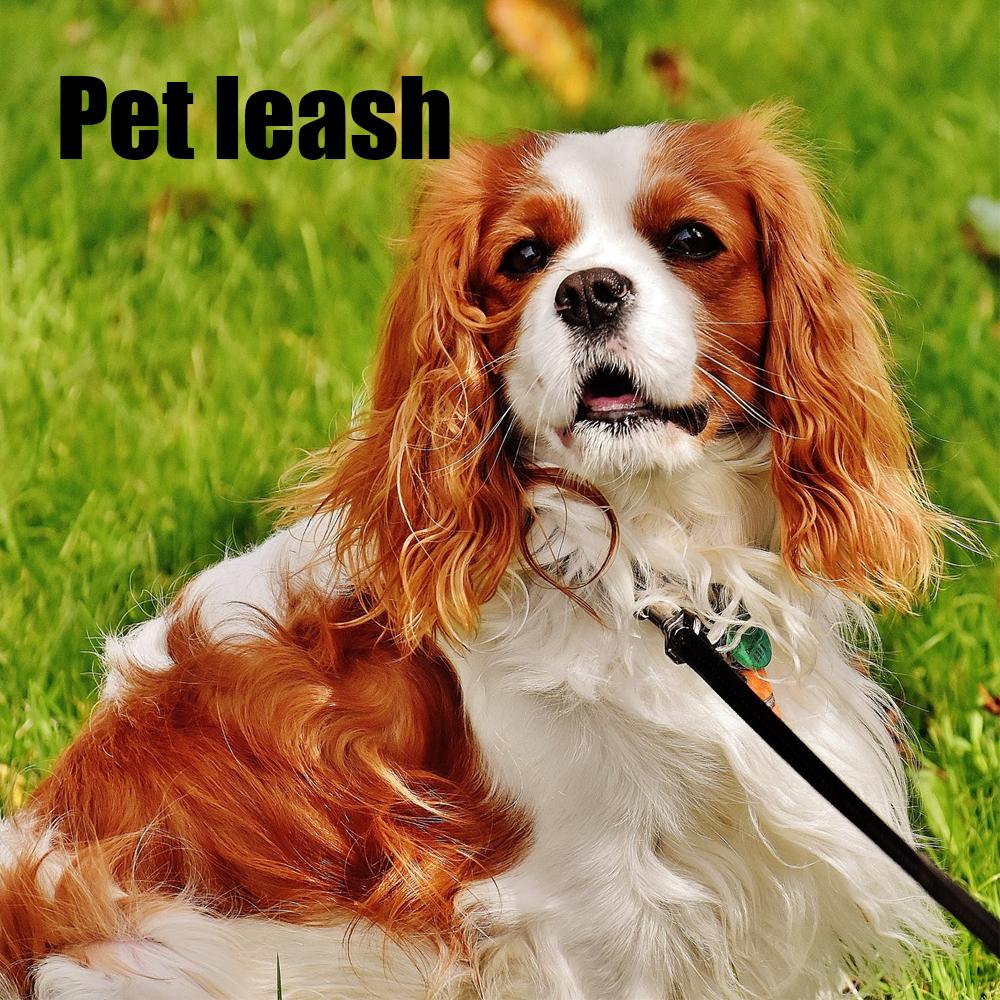 long training leash