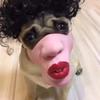 New Pet Dog Funny Mask Spoof Mouth Cover Laughing Lip and Head Cover Dog Accessories