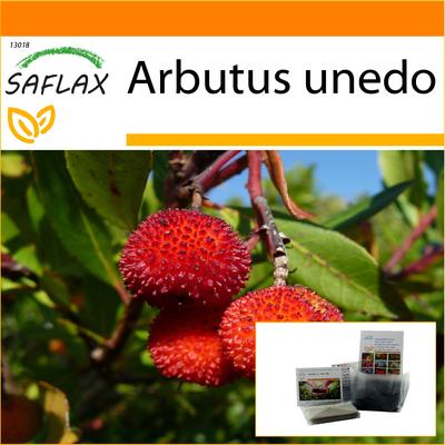 Giardino in borsa - Corbezzolo - 50 semi - Con substrato in un sacchetto stand up adatto - Arbutus unedo