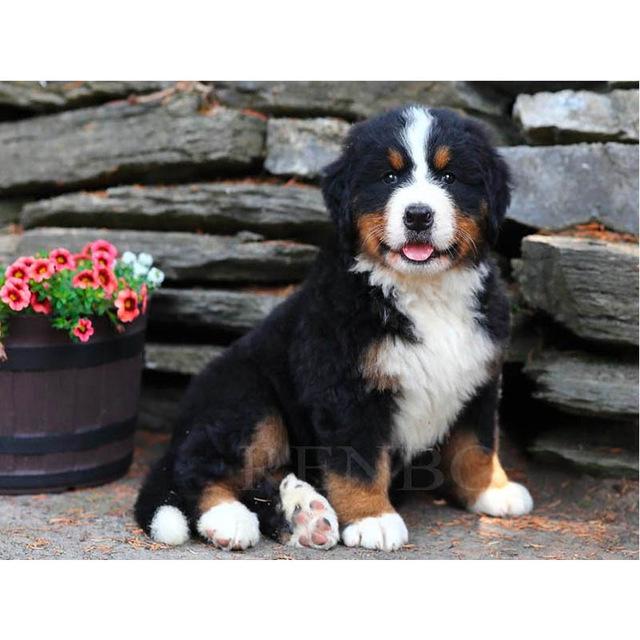 Pictură cu diamant 5D DIY câine drăguț animal de companie cu punct de cruce broderie cu diamante mozaic animal foraj complet rotund