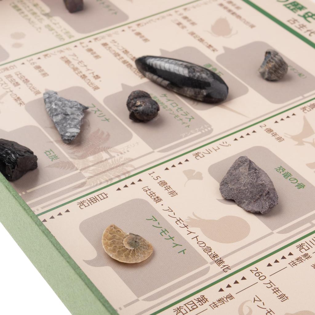 Oherikosha Specimen Geological Time Specimens History of the Book-Type Set "The Earth"