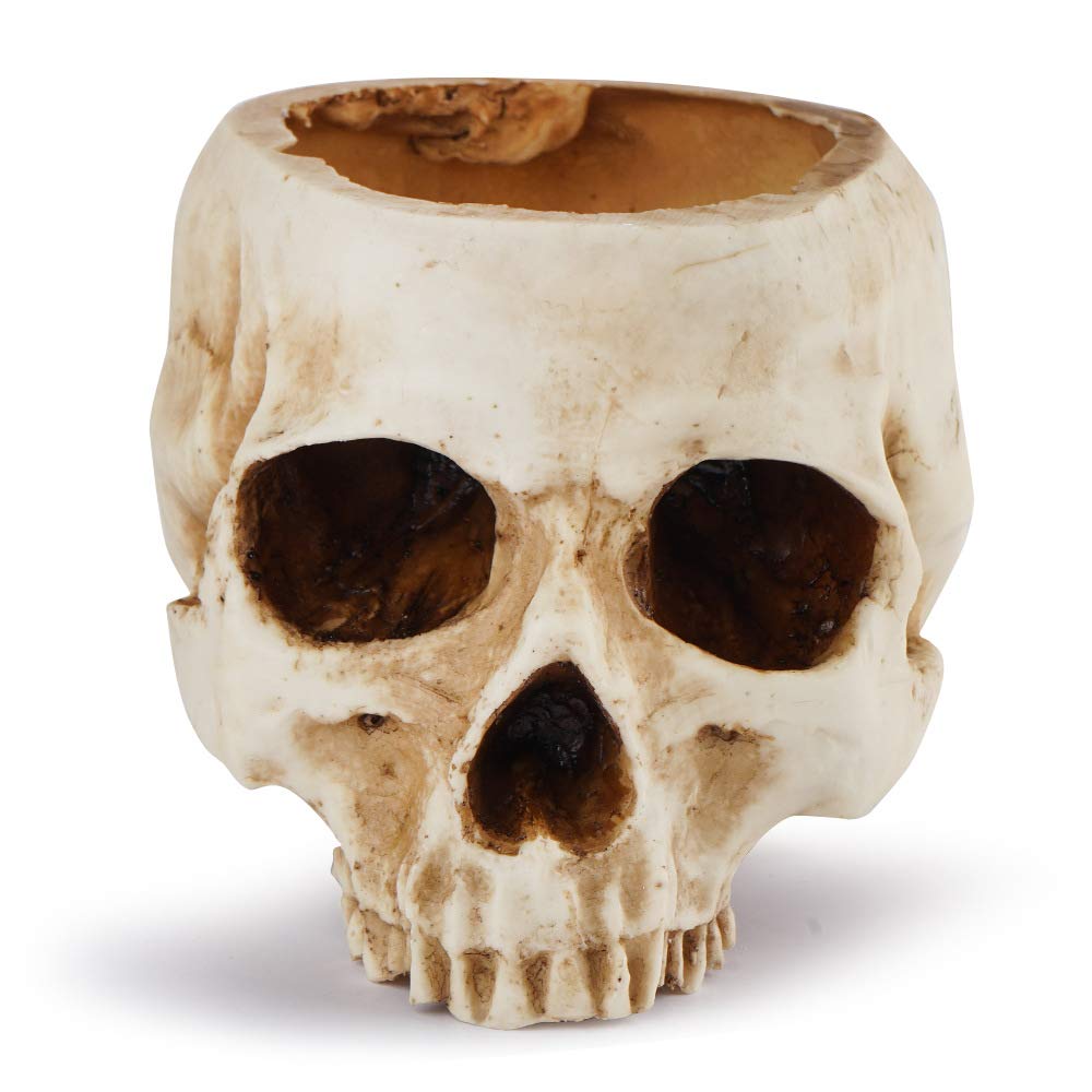 Revteds Skeleton Model Potted Trinket Bone Color Planter, Box, (Pod)