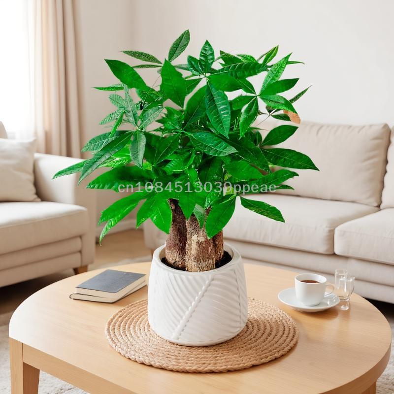 Mini-Blumentopf mit Selbstbewässerung, Aquarium, transparente Blumentöpfe aus Kunststoff, selbstbewässernder Pflanztopf, Vase für die Heimdekoration