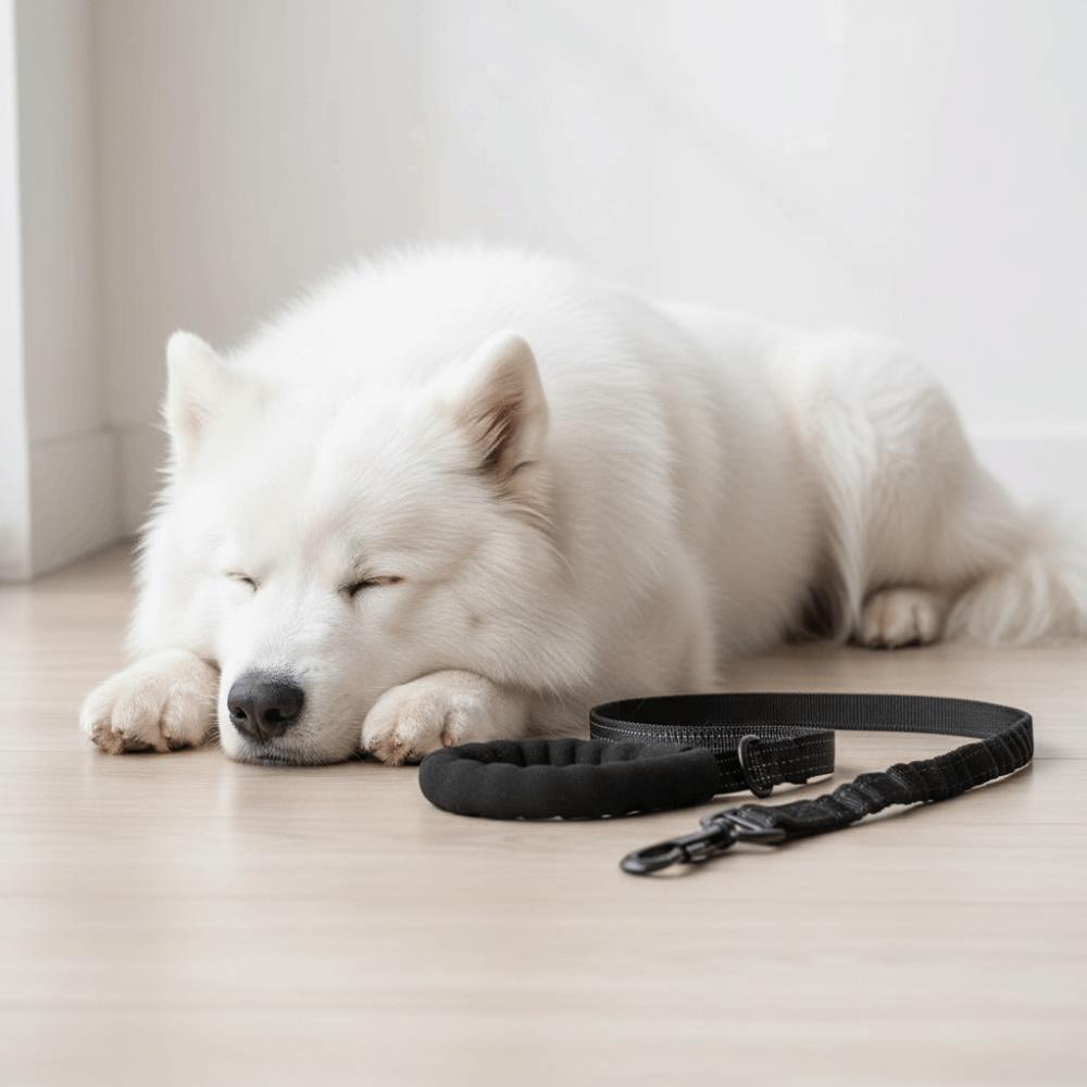 Shock Absorbing Reflective Pet Dog Leashes Elastic Buffering with Car Safety Buckle Dog Walking Rope Wear Resistant