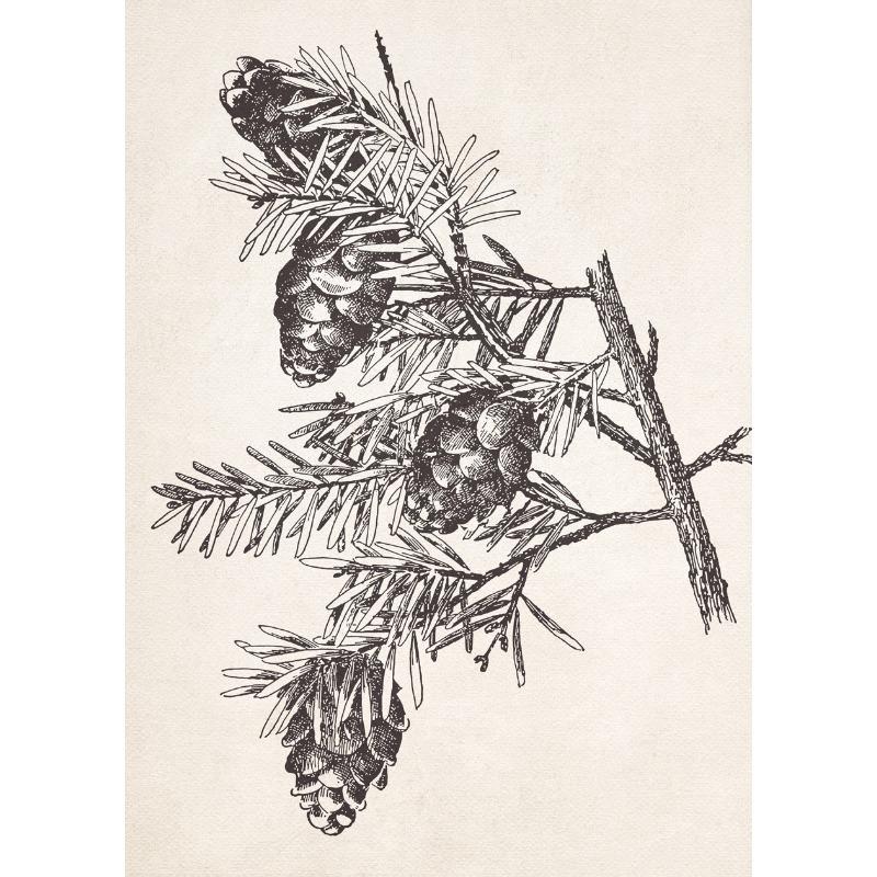 Apple Garlic Daisy Blossom Olive Branch Sketch Poster Print Vintage Botanical Drawing Canvas Painting for  Kitchen Room Decor