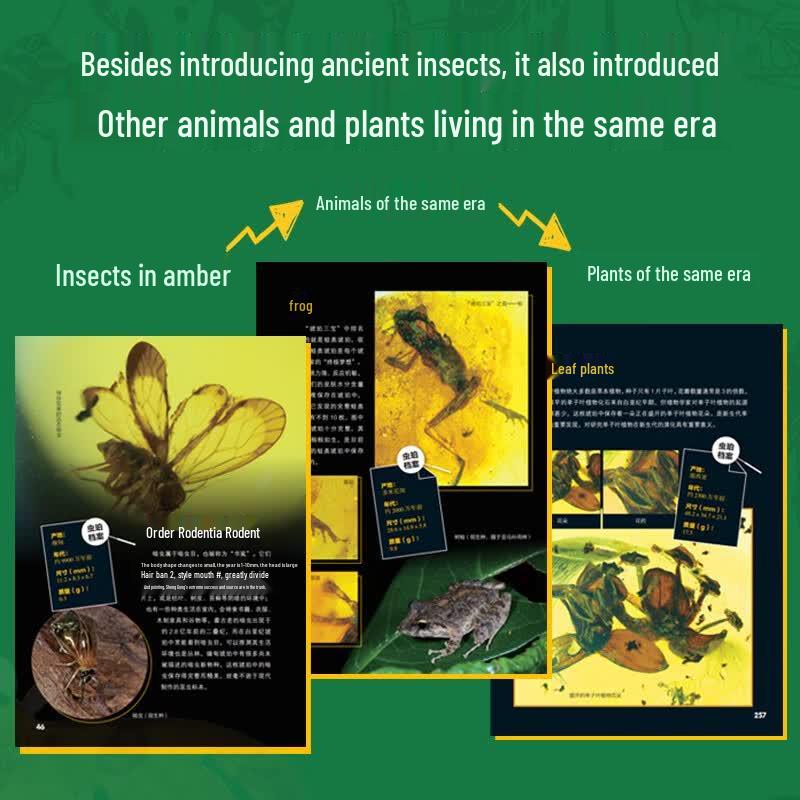 The Insect History Museum: Children's Encyclopedia