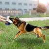 Dog Training Bite Pillow,Dog Training Biting Sleeves,Sturdy,Dog Training Toy Dog Tug Toy Bite Resistant for Small Medium Dog