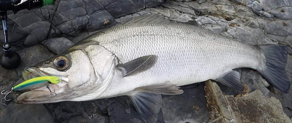 SHIMANO Seabass Topwater Lure Exsence Coo 100F Jet Boost 013 Kyorin CC XL-110P