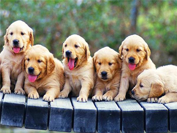 5d Diy Diamond Painting Labrador Dog Room Decor Diamond Embroidery Animal Natural Scenery Mosaic Crystal Picture