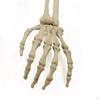 Teschio Scheletro Umano, Modello Props Animato Mano Braccia Decorazione Decorativa di Halloween per Prato