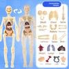 3D Human Body Torso Model For Kid, Anatomy, Skeleton, Removable, Simulation, Organ And Skeleton, Detachable Bone Body Models New