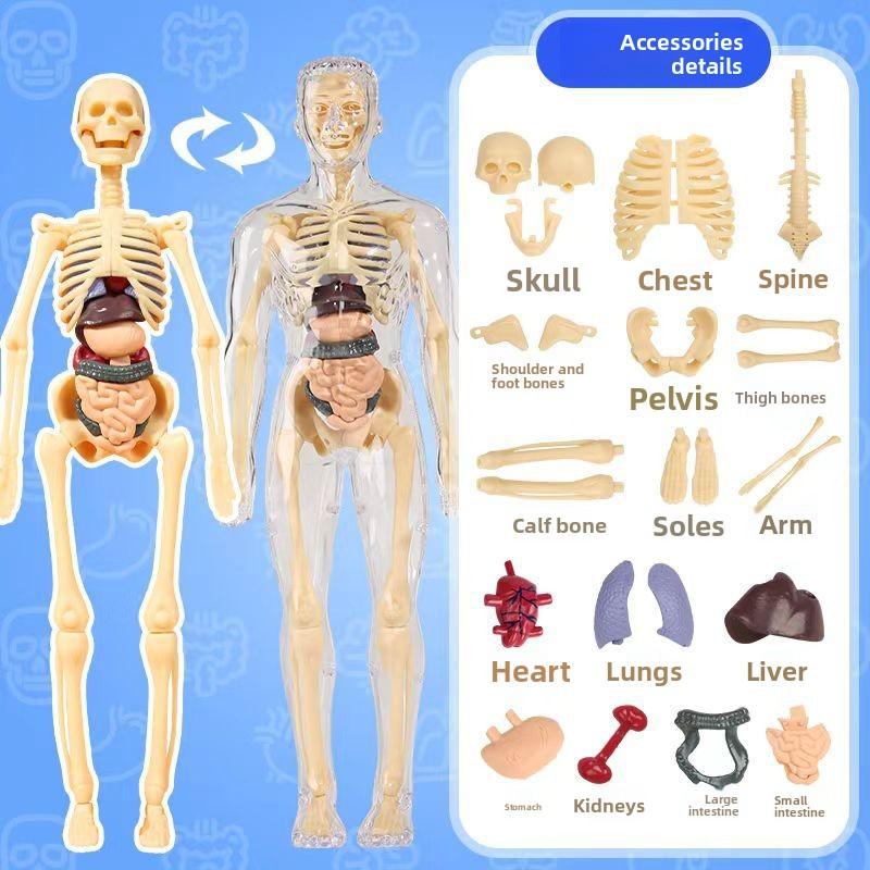 3D Human Body Torso Model For Kid, Anatomy, Skeleton, Removable, Simulation, Organ And Skeleton, Detachable Bone Body Models New