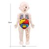 1 Set Entertainment Durable Great Convenient Self-assembling Human Body Anatomy Puzzle Toy Model