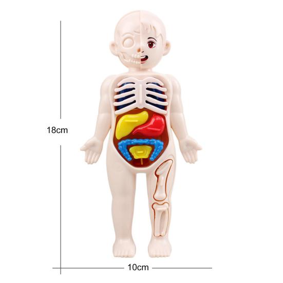 1 Set Entertainment Durable Great Convenient Self-assembling Human Body Anatomy Puzzle Toy Model