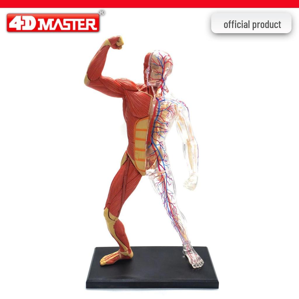 4D Knee Joint Ligament Anatomy Model for Medical Teaching