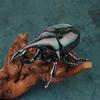 Wind Up Beetle Bionic Toys Creative Prankster Animated Insect Toy Model Beetle Children'S Battle Plastic Animals Wind Up Toy