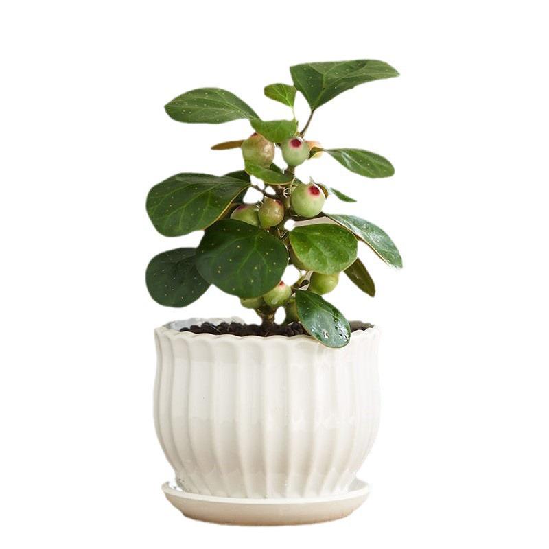 Red Leaf Bonsai Seedling - Easy Care Indoor Evergreen, Perfect for Hydroponics and Micro Landscapes