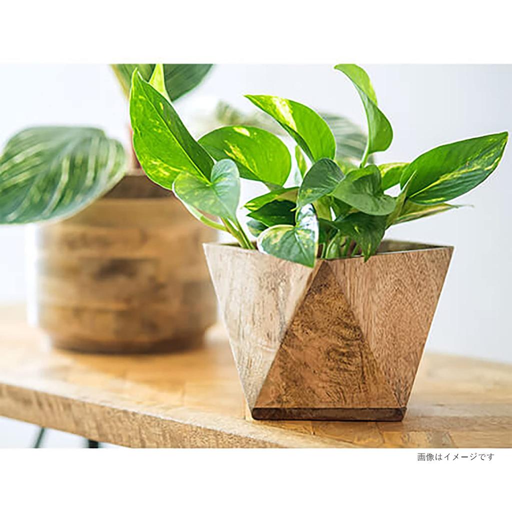Posh Living Polygon Pot W16 x D16 x 41334 Cover, Medium, Wood, H14cm,