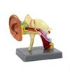 Human Ear Sectional Model Educational 22Component Assembly Mounted Teaching Supply for