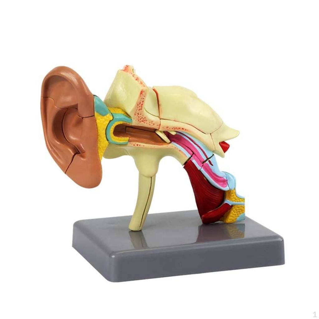Human Ear Sectional Model Educational 22Component Assembly Mounted Teaching Supply for