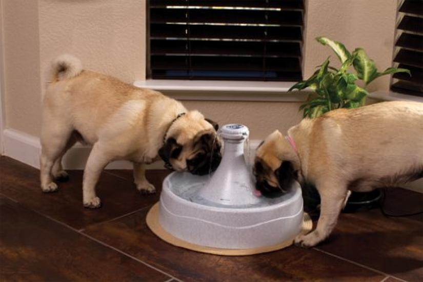 PetSafe Automatischer Wasserspender für Hunde und Katzen Drinkwell 360 Haustierbrunnen