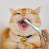Gentle Pet Teeth Cleaning Brush Durable Cat Toothbrushes Pet Accessories Dog Toothbrush  Teeth Care