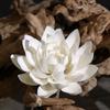 Weißer Lotus Keramik Räuchergefäß – Porzellan Blume Räucherstäbchenhalter für Meditation, Teestube & Heimdeko