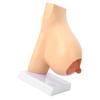 Lactating Bust Anatomical Model PVC Hand Made Lifelike Female Anatomical Chest Model for Lactation Teaching Nursing Training