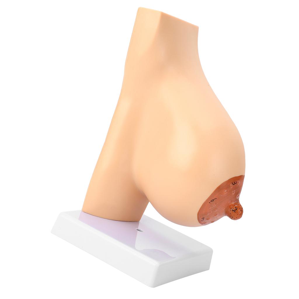 Lactating Bust Anatomical Model PVC Hand Made Lifelike Female Anatomical Chest Model for Lactation Teaching Nursing Training