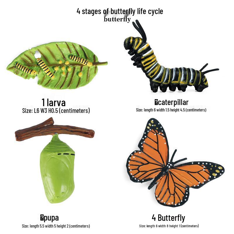 Frog Life Cycle Model Set: Tadpole to Frog Educational Toys for Kids