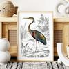 Poster Heron Bird Illustration