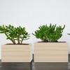 Large Square Wooden Storage Box for Succulent Flower Miscellaneous Handicraft Home Furnishings - Eco-Friendly Organizer Containe