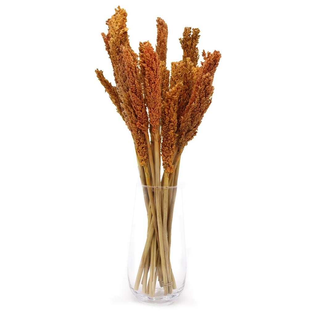 Dried Cantal Grass Bunches - Orange Set of 6