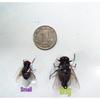 Realistic Insect Refrigerator Magnet Set: Fly & Mosquito Models