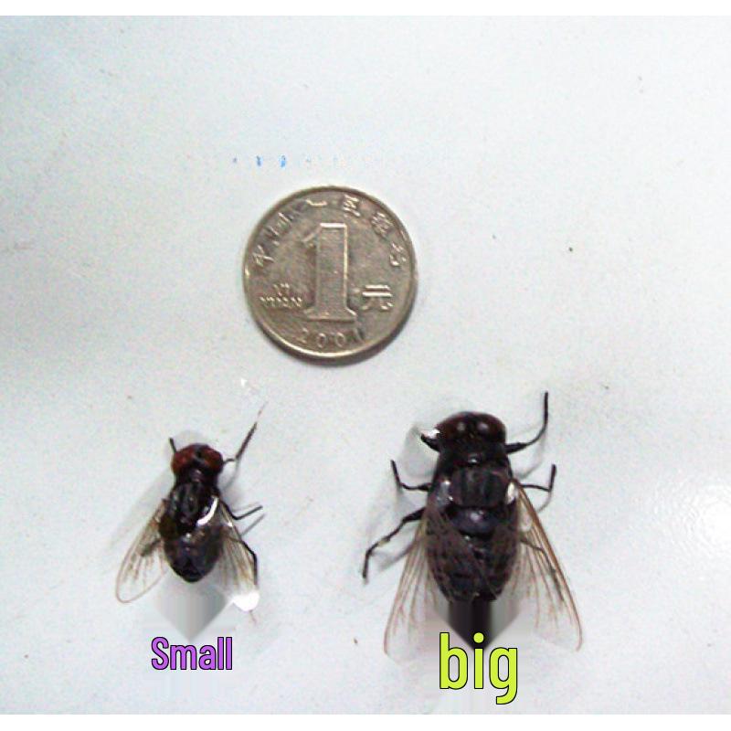 Realistic Insect Refrigerator Magnet Set: Fly & Mosquito Models