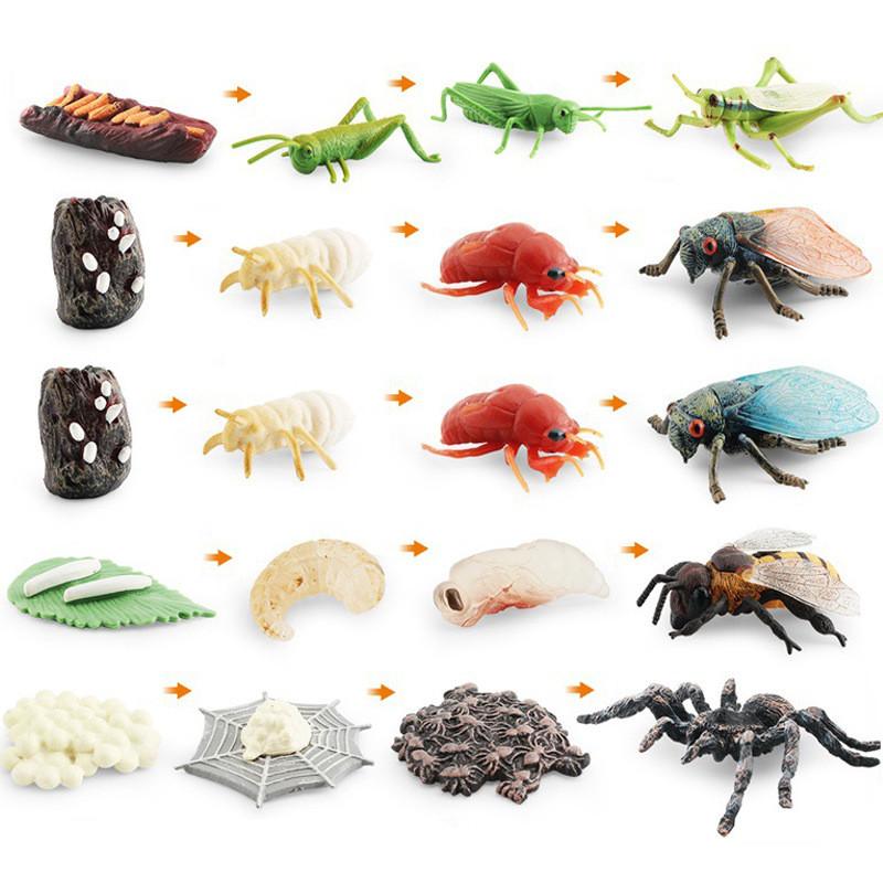 Realistic Mini Insect Set Featuring Grasshopper Bee Spider Life Cycle Models For Learning