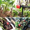 10/50/100 PCS /set Sprinkler Garden Irrigation Microfluidic Drip Irrigation Nozzle Adjustable Drop Head