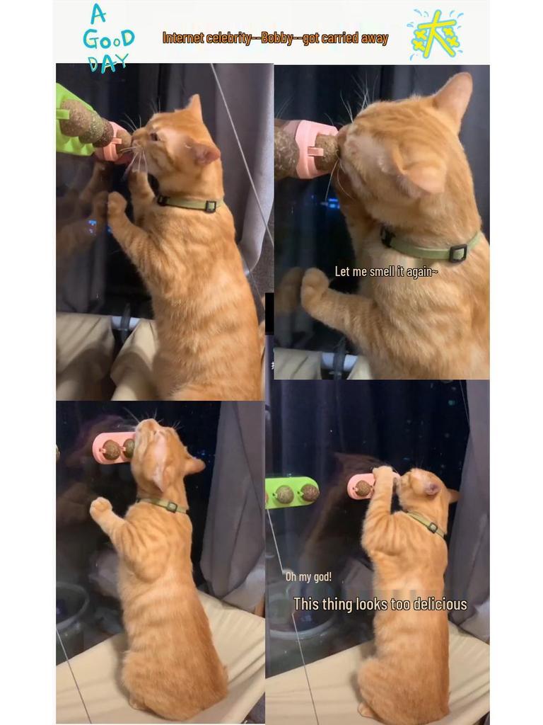 Catnip Merry-Go-Round: Self-Play Teething Toy with Matatabi Fruit for Cats