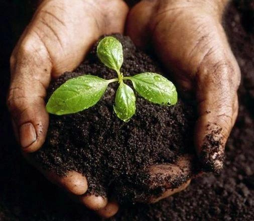 Arex Universal Vegetable and Flower Soil 10L