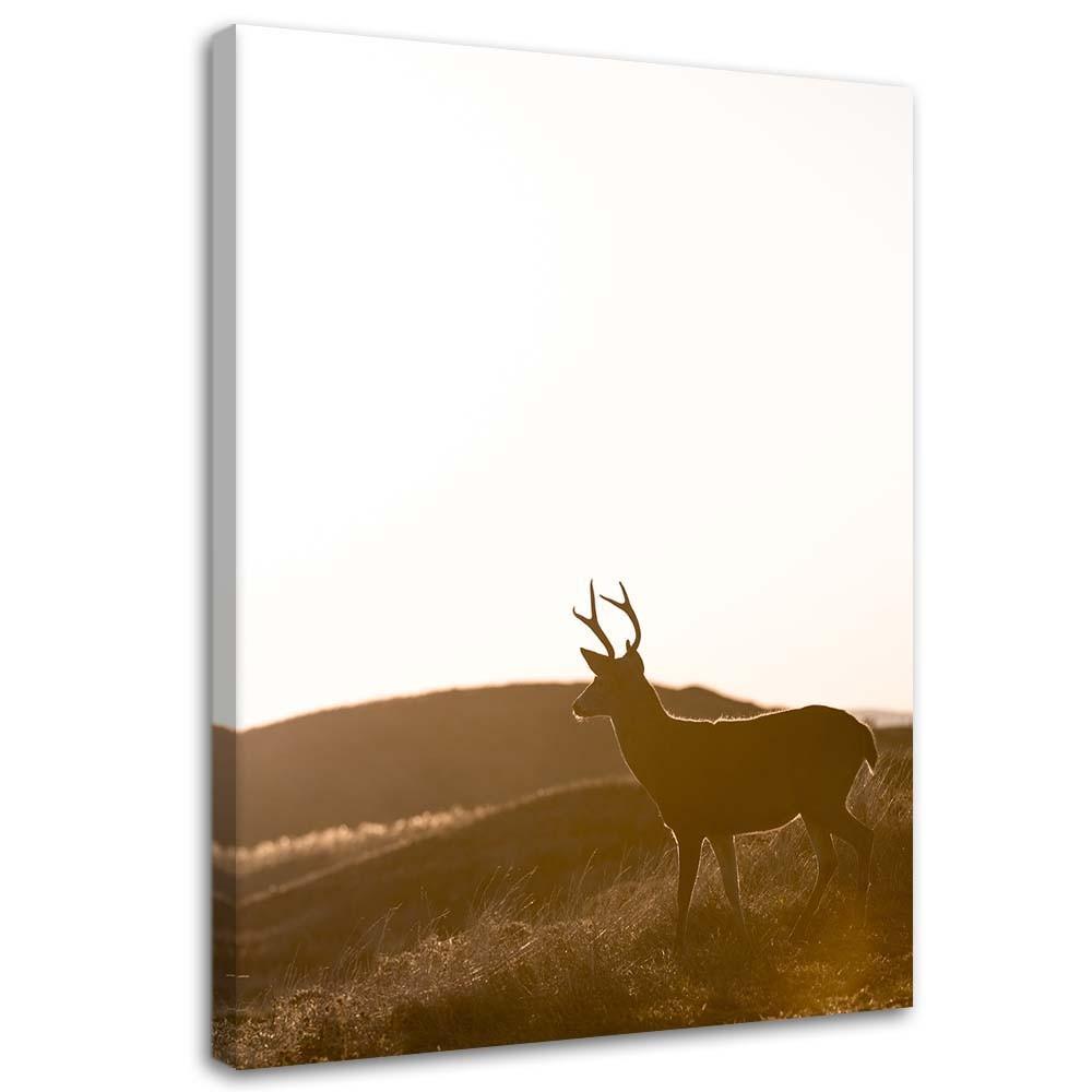 Canvas Print, Young Deer