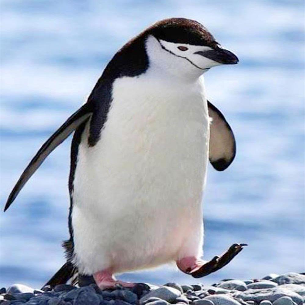 

5D DIY алмазная живопись животное Пингвин полная дрель Алмазная вышивка мозаика вышивка крестиком художественная картина милый домашний декор ремесла Full Round 20x30CM