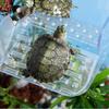 Turtle Docks For Basking Suction Cup Clear Terrace Decoration Adjustable Height Basking Area Ramps For Tank Aquarium Habitat
