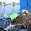 Fishing Bells Clip Fish Bells Bite Alarm Rod Tip Clamp Fish Bite Lure Alarm Alert Single Bell Ring Clip Outdoor Fishing Bell