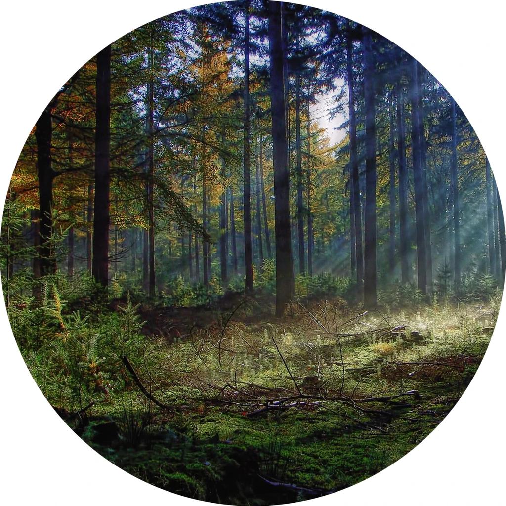 Forest Tree Landscape Print Round Carpet Non-slip Floor Mat Soft Indoor Circle Area Rug for Living Room Bedroom Dorm Kitchen