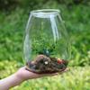 Skleněné lahve s mikrokrajinou a víčkem Čerstvě zelené sukulenty Mechová láhev Skleněná váza Skleněné terárium Bonsai Domácí dekorace na stůl