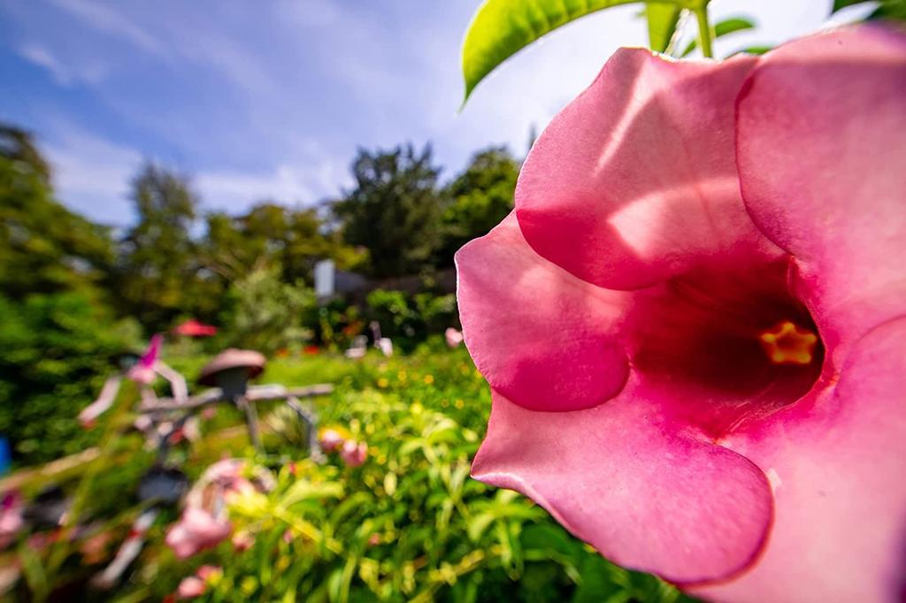 LAOWA 14mm Objektiv für Nikon Z Schwarz f/4 ZERO-D Weitwinkel Vollformat, (LAO0089)