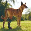 Wear-Resistant Paw Protectors Anti Drop Drops Foot Brace Corrective Dog Shoes  Indoor Use