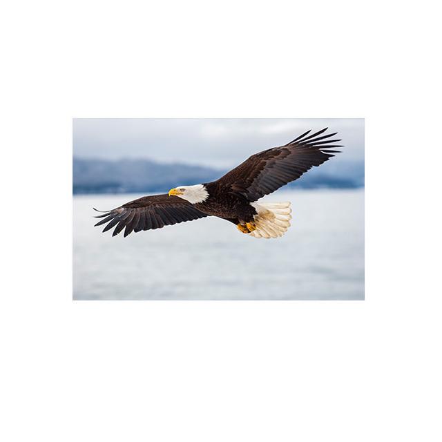 Eagle Flying In The Sky Lerretsmaling Nordic Posters and Prints Wall Art Pictures for Cuadros Living Room Home Decor No Frame