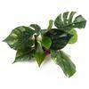 Artifical Simulation Monstera Leaves Water Grass Ornament Aquarium Fish Tank Landscaping Decoration